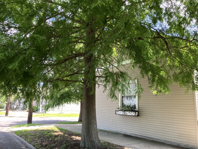Cypress shaded - 2039 Valence St