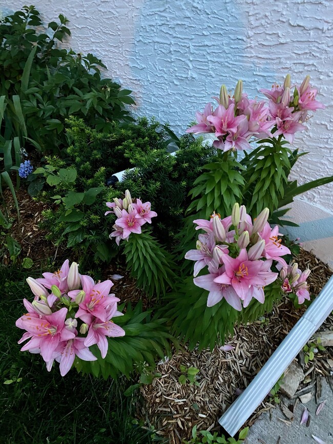 Mature perennial gardens surround the house - 363 Toronto Street