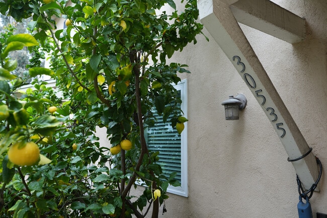 front entrance fruit tree - 30535 Canwood St