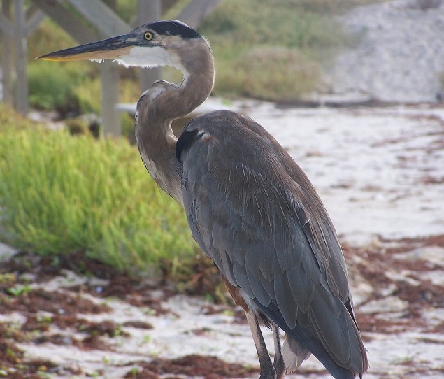 A bird on the beach.