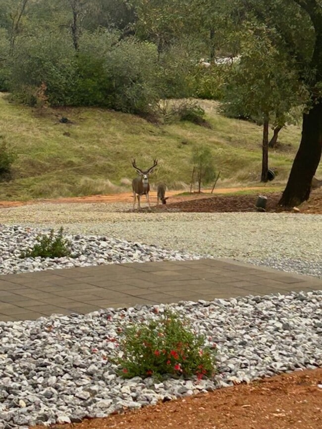 Building Photo - Breathtaking Views – Brand New 2 Bed, 1.5 Bath Home for Rent!  Available Nov 1st | Mt. Bally | Mt...