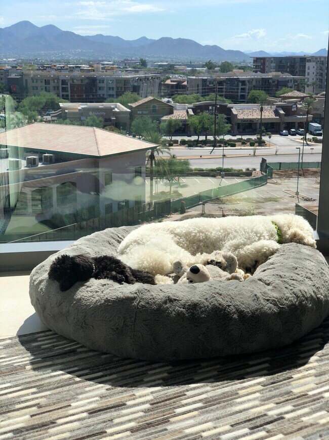 Pet Friendly - 7120 E Kierland Blvd