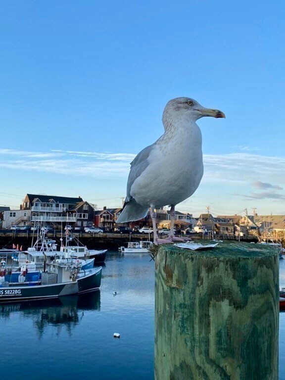 20 Tuna Wharf Unit 20, Rockport, MA 01966 Condo for Rent in Rockport