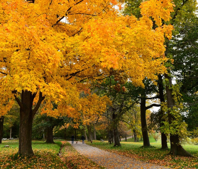 A Quincy park in the fall