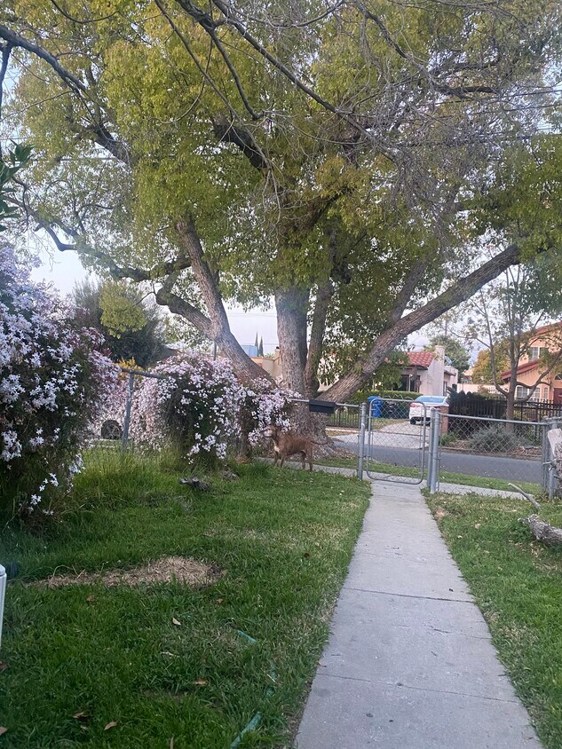 Fenced in front yard part of unit - 3678 Edenhurst Ave