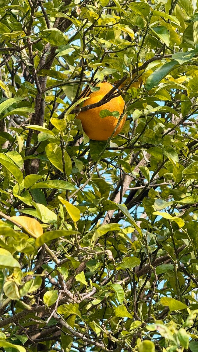 Building Photo - 6910 Corkwood Rd