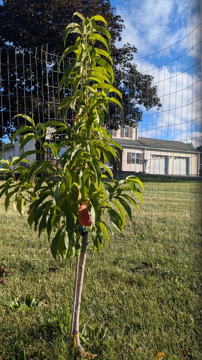 Fresh peaches - 206 Green Hill Rd