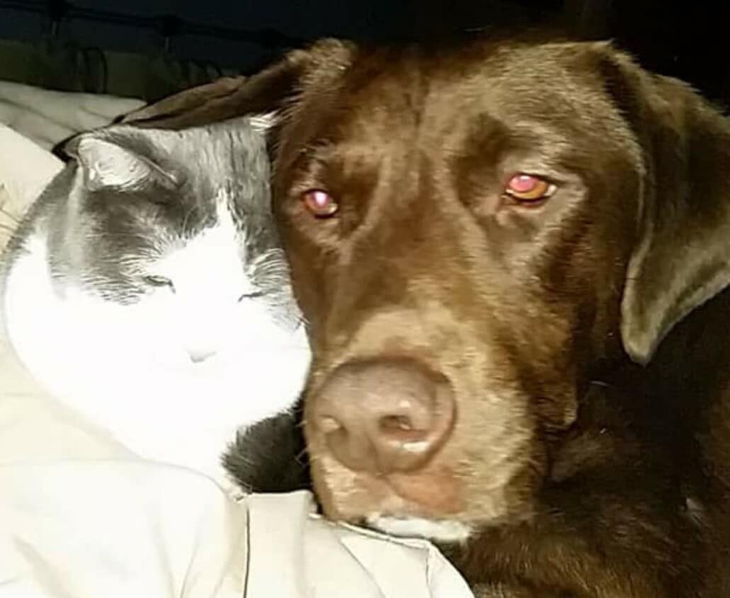 8 Greenbrook Dr, Stoughton, MA 02072 Townhome Rentals in Stoughton MA