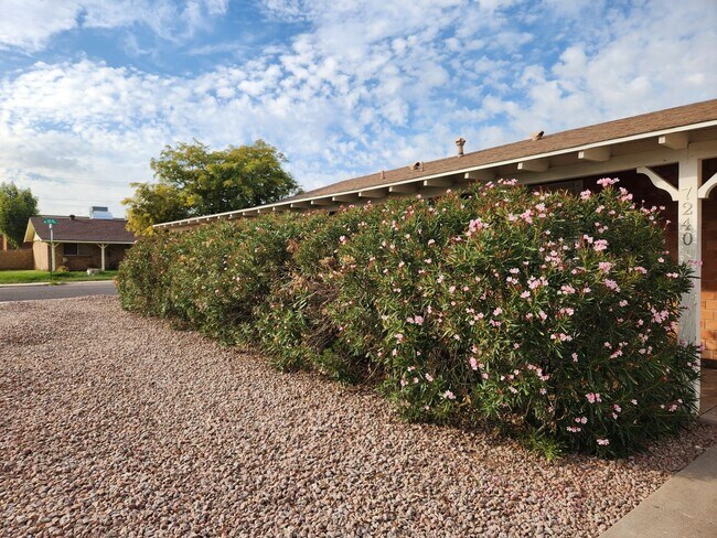 Foto del edificio - Beautiful South Scottsdale Home for Rent!