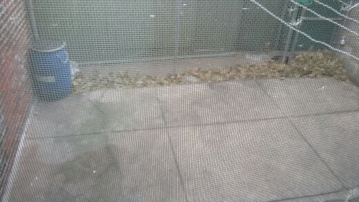 back yard - 1642 S 28th St