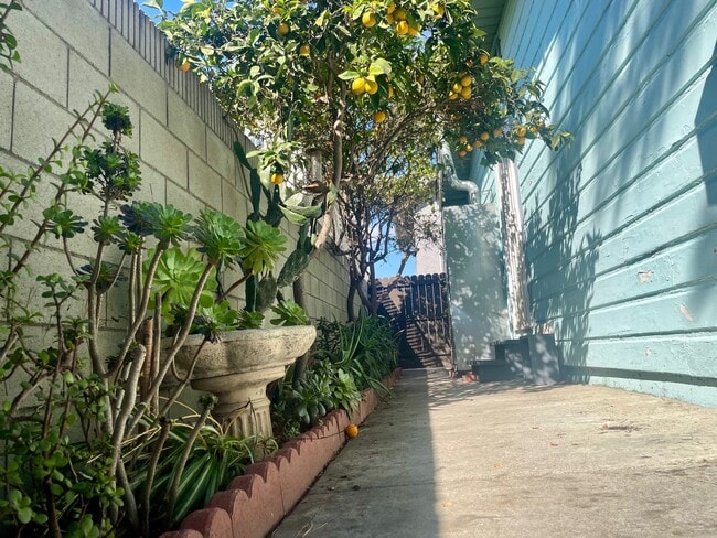 lemon tree - 326 W Oliver St