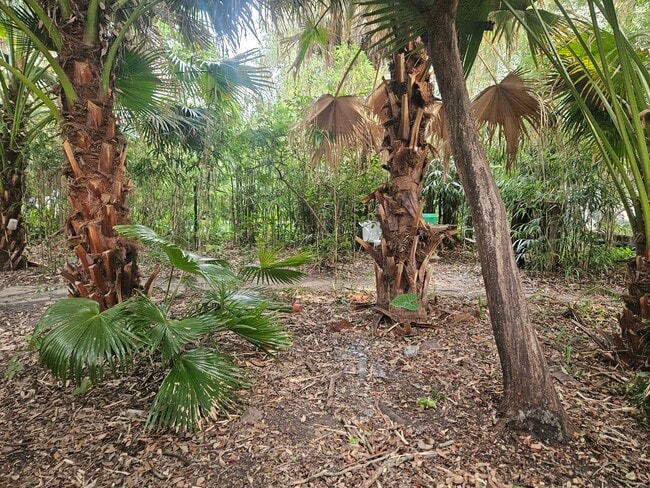 Private lawn area - 2326 Esplanade Ave