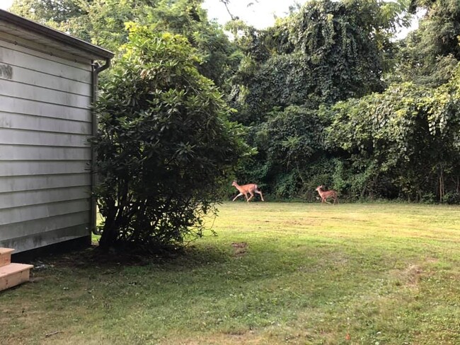 Back yard with wildlife - 2825 ROSE HILL RD