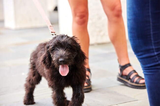 Comunidad que admite mascotas con Dog Trot cercado y lavado de mascotas al aire libre. - The Henslow Daniel Island Apartments & Tow...