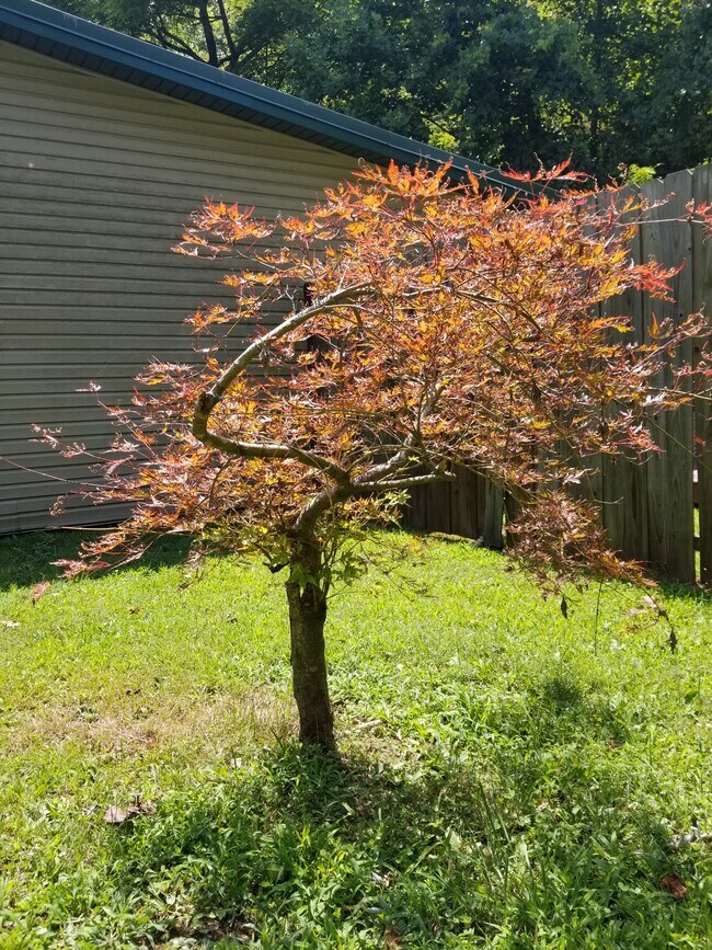 Foto del edificio - 173 Lacy Hollow Rd