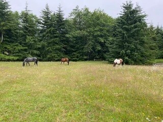 Owner's horses - 5148 Mount Pleasant Rd