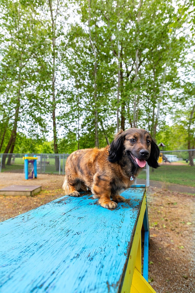 Pizzurro Dog Park - Crescent Woods