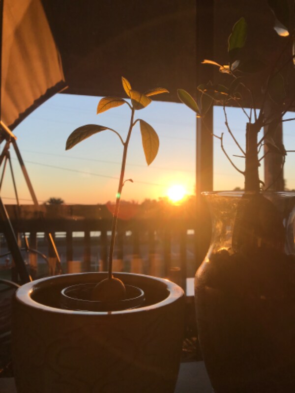 200 Pensacola Beach Rd Unit D6, Gulf Breeze, FL 32561 Condo for Rent in Gulf Breeze, FL