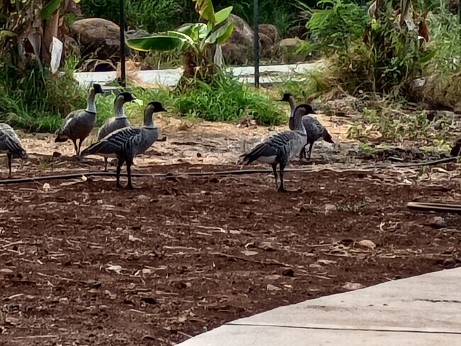 Foto del edificio - 257 Hokiokio Pl