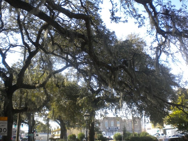 Savannah's iconic live oak trees accentuate the squares