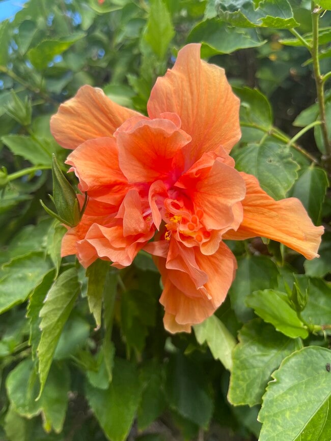 Building Photo - 218 Dogwood Cir