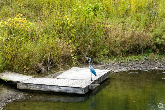 Near Volo, blue herons rest in the Volo Bog State Natural Area.
