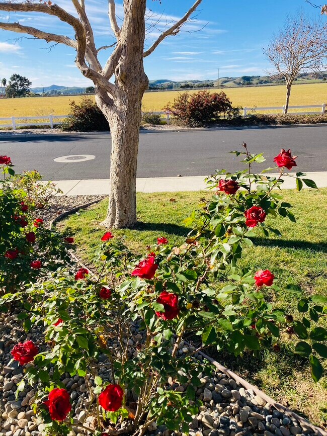 rose bed front yard - 340 Riverview Dr