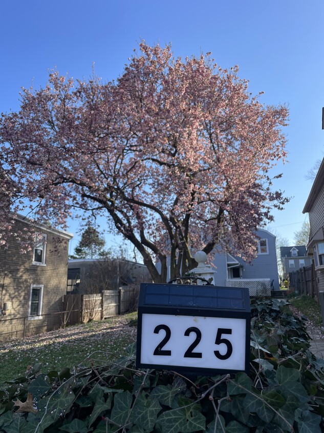 Large front yard with magnolia tree - 225 E 6th Ave