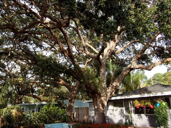 Building Photo - Dunedin Delight 2 Bed Home