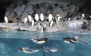 Puffins at the Zoo - 6424 Oakland Ave