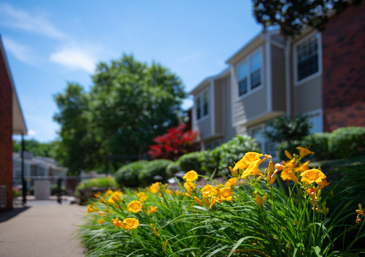 Complejo - Chestnut Ridge Apartments