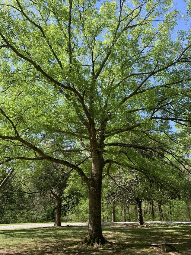 Photo - 295 CR 102 (Oxford, MS)