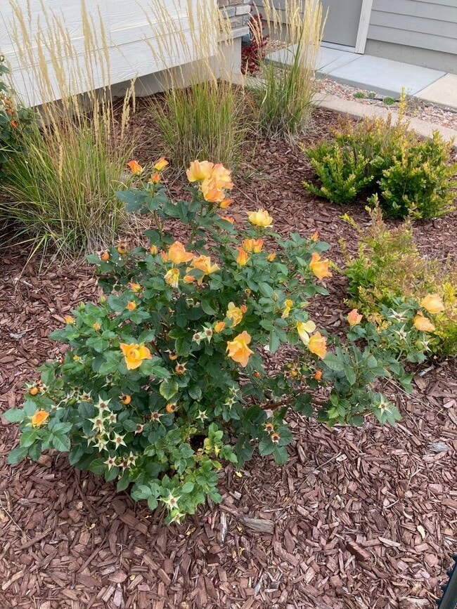 Photo - Ranch w/finished Basement with AC and a Gas Stove! House