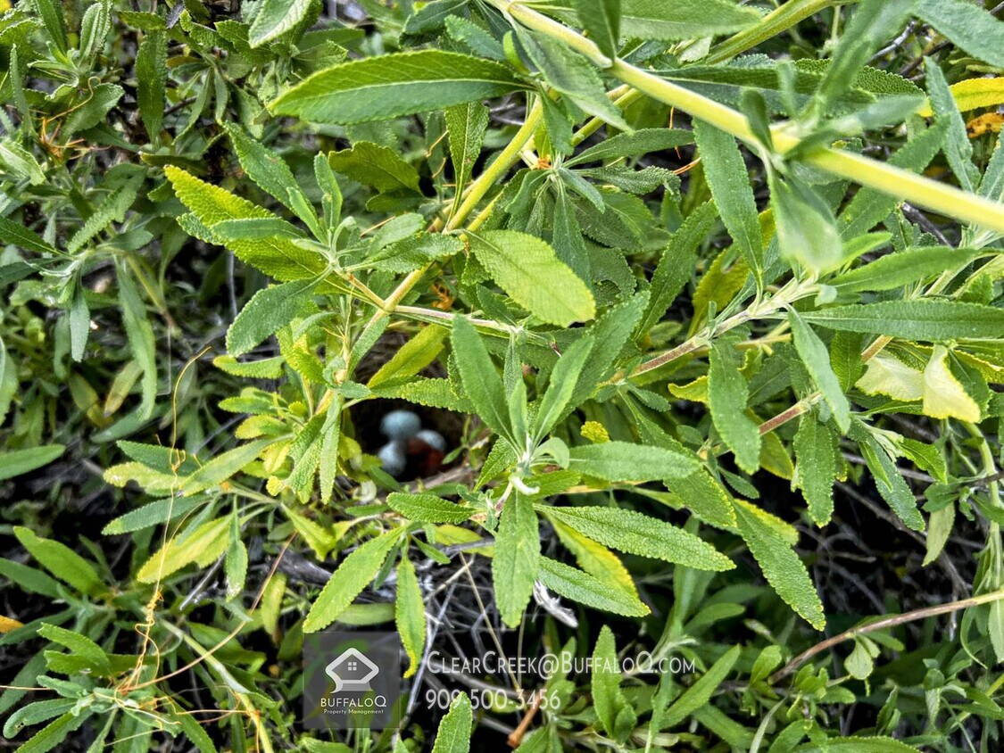 2705 Clear Creek Ln, Diamond Bar, CA 91765 House Rental in Diamond