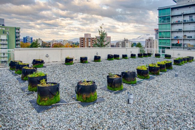 Rooftop Garden - 1355 West 14th