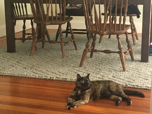 dining w kitty - 65 Ardmore Ave