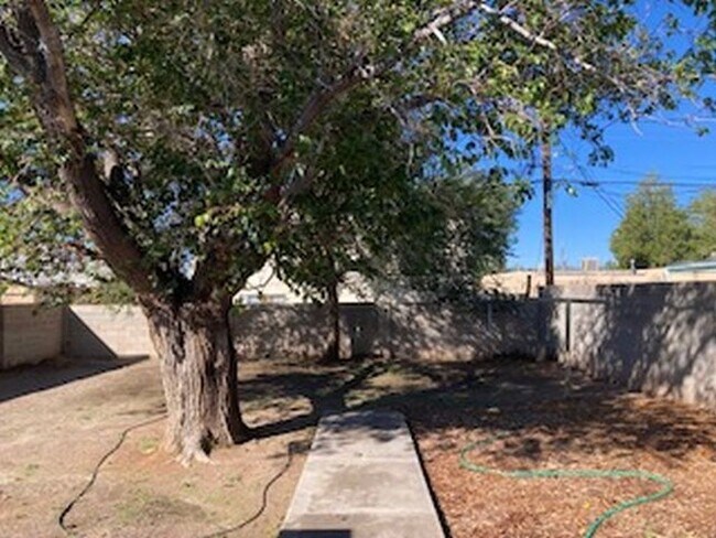 60 YO Mulberry...trying to save it! - 225 Grove St NE