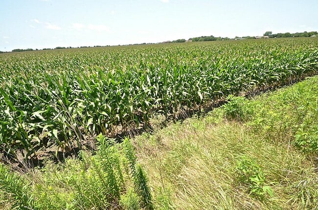 Building Photo - 4307 Sunflower Creek Ln