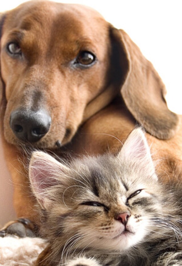 Foto del edificio - The Pointe @ Apex