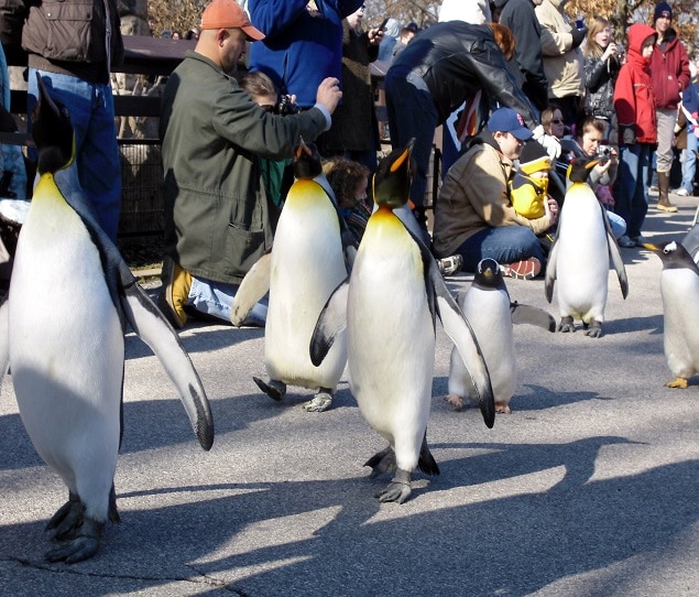 Penguins in a parade at the Saint Louis Zoo