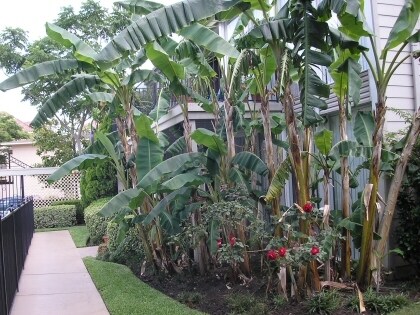 Pasarela peatonal - Mimosa Lane Apartments