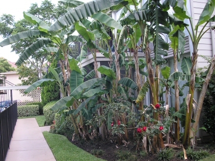 Walkway - Mimosa Lane Apartments