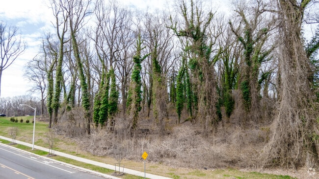 Patches of old growth forest dot Capitol Heights