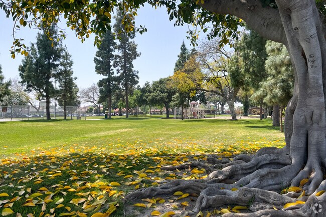 Large, old La Habra trees shade El Centro Lions Park.