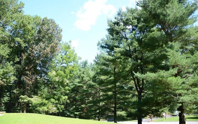 Front Yard - 10124 Hobsons Choice Ln