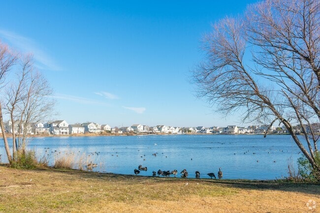 View of the ducks at Lake of the Lillies.