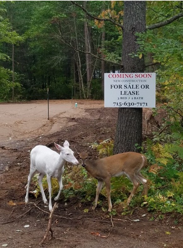 12873 Twin Pines Rd, Manitowish Waters, WI 54545 House Rental in