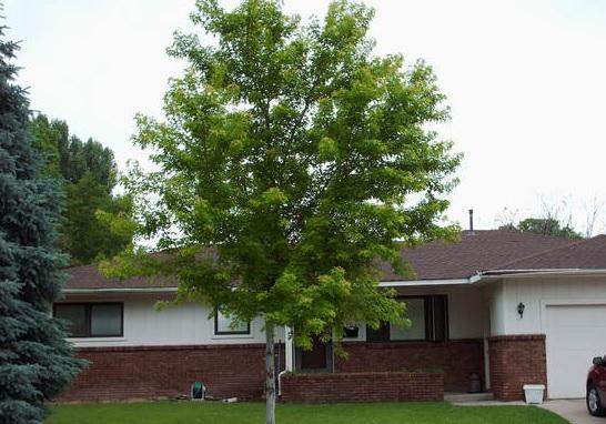 Primary Photo - 6 bedroom in Fort Collins CO 80524