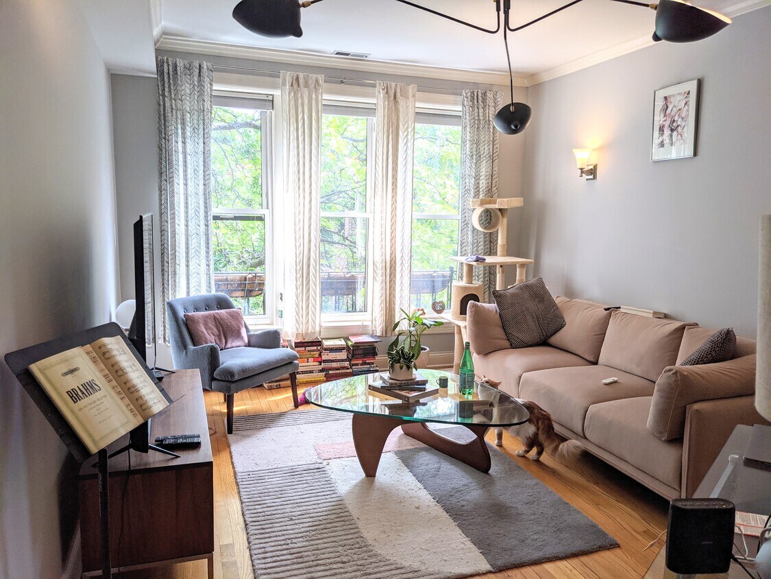 Bright and beautiful treehouse living room! - 928 W Ainslie St