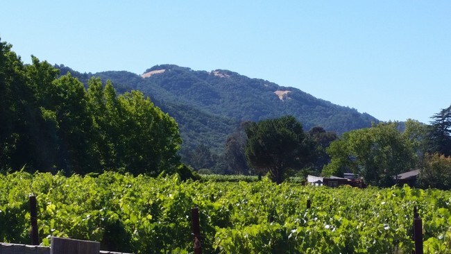 Vistas a la montaña y al viñedo - 1085-1087 Craig Ave